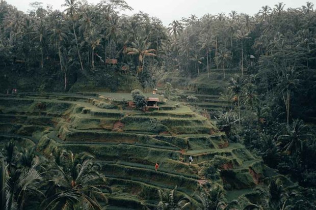 -Sawah Terasering Tegalalang Bali