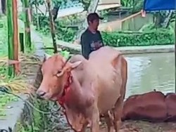 Serba-serbi Sembelih Sapi di Tasik, Ngamuk hingga Berdiri Lagi Usai Dipotong