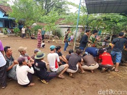 Belasan Orang Dikerahkan Taklukkan Sapi Kurban Jokowi di Singkil Gunungkidul