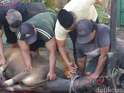 Viral Sapi Kurban di Depok Berdiri Lagi Usai Disembelih