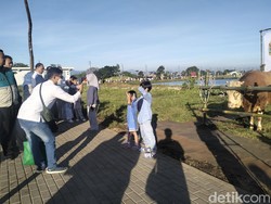 Saat Sapi Kurban Ridwan Kamil Seberat 980 Kg Jadi Buruan Foto Warga