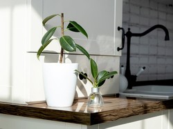 Ada Tanaman yang Tak Butuh Fotosintesis, Apa Itu?