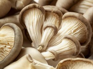 Menkeu AS Tak Sengaja Makan Jamur Halusinogen saat Berkunjung ke China