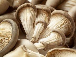 Menkeu AS Tak Sengaja Makan Jamur Halusinogen saat Berkunjung ke China