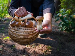 Pertama di Indonesia, Camilan Sehat Kekinian dari Jamur dan Beras Merah