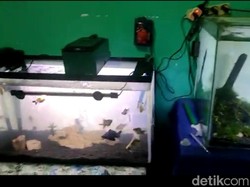 Gempa Bantul Terasa Kencang di Blitar, Air dalam Akuarium Bergejolak