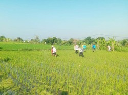 Hama Wereng Serang Sawah di Klungkung, Padi Jadi Kuning-Puso