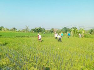 Hama Wereng Serang Sawah di Klungkung, Padi Jadi Kuning-Puso Hama Wereng Serang Sawah di Klungkung, Padi Jadi Kuning-Puso