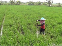 Puluhan Hektar Padi di Lamongan Terancam Puso Diserang Wereng