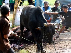 Batas Waktu Penyembelihan Hewan Kurban Idul Adha, Jangan Sampai Terlewat!