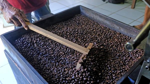 Mau Sangrai Kopi, Cukup Bayar Rp 10 Ribu/Kg