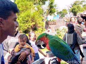 Bercengkerama dengan Hewan di Mini Zoo Kuningan
