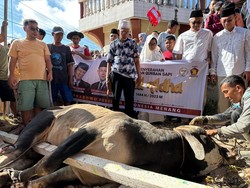 Cerita Ketua Gerindra Sumut Sapi Prabowo yang Jadi Satu-satunya Hewan Kurban