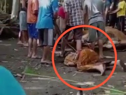 Detik-detik Pria di Jember Meninggal saat Lihat Hewan Kurban Disembelih