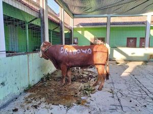 Prabowo Salurkan Puluhan Sapi Kurban ke Ponpes-Ormas Keagamaan di Jabar