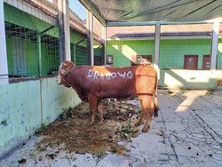 Prabowo Salurkan Puluhan Sapi Kurban ke Ponpes-Ormas Keagamaan di Jabar