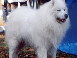 12 Anjing Termahal di Dunia: Keunikan dan Harganya yang Mengagumkan 12 Anjing Termahal di Dunia: Keunikan dan Harganya yang Mengagumkan
