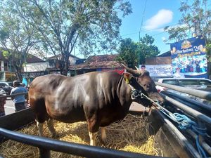 Jokowi Kurban 1 Ekor Sapi di Bali, Diserahkan ke Masjid Jami Singaraja Jokowi Kurban 1 Ekor Sapi di Bali, Diserahkan ke Masjid Jami Singaraja