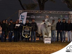 Sapi Ini Harganya Sentuh Rp 64 Miliar, Kok Bisa?