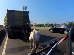 Viral Sapi Lepas di Tol Ancol Bikin Polisi Turun Tangan, Begini Ceritanya
