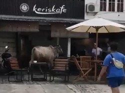 Viral, Sapi Kabur hingga Masuk Kafe Saat Akan Disembelih di Depok