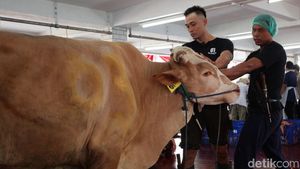 Masjid Istiqlal Sembelih 43 Ekor Sapi dan 8 Ekor Kambing