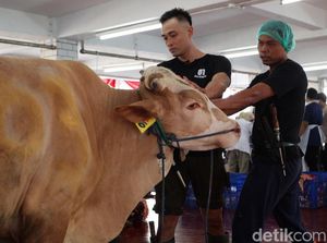 Masjid Istiqlal Sembelih 43 Ekor Sapi dan 8 Ekor Kambing