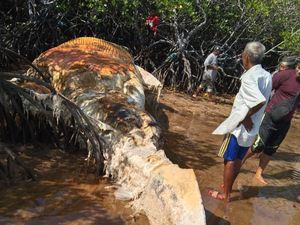 Bangkai Paus Sepanjang 10 Meter Ditemukan di Pantai Sumenep Bangkai Paus Sepanjang 10 Meter Ditemukan di Pantai Sumenep
