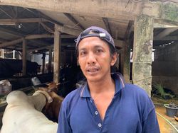 Peternak Sapi di Pancoran Sebut Selalu Buang Limbah Padat ke Cileungsi