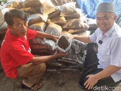 Masjid Al-Akbar Surabaya Olah Limbah Hewan kurban jadi Kompos Tanaman