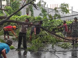 Pohon Tumbang Timpa Mobil-Kabel Listrik saat Banyuwangi Dilanda Hujan Angin