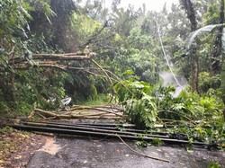 Hujan Lebat, Pohon Timpa Pura hingga Tutup Akses Jalan di Gianyar