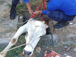 Sapi Kurban Nyemplung Got di Gedongkuning Jogja, Damkar Turun Tangan
