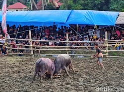 Mencuat Nama Anggota DPRD Tator Jadikan Tradisi Silaga Tedong Arena Judi