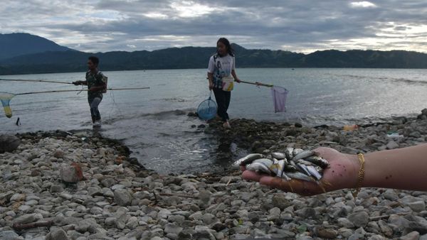 Angin Kencang Membawa Berkah di Danau Singkarak