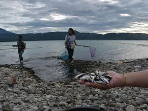 Angin Kencang Membawa Berkah di Danau Singkarak
