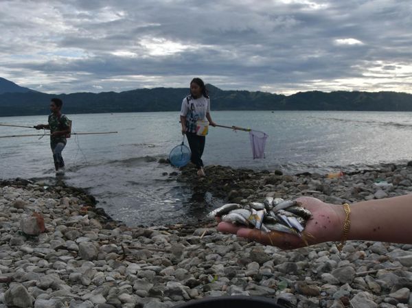 Angin Kencang Membawa Berkah di Danau Singkarak