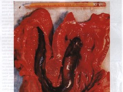 Belut Parasit Bisa Singgah di Jantung Hiu, Diduga Begini Caranya