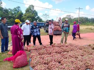 Jurus Kementan Genjot Kualitas & Mutu Produksi Bawang Merah di Sumbawa Jurus Kementan Genjot Kualitas & Mutu Produksi Bawang Merah di Sumbawa