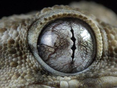 Mengagumkan! Begini Wujud Mata Hewan Dilihat dari Dekat
