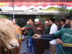 Habib Syech Pimpin Langsung Pemotongan Sapi Kurban dari Prabowo