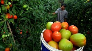 Harga Tomat Malino di Gowa Turun