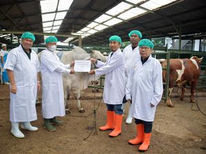 Idul Adha 1444 H, Kemendag Bagikan Hewan Kurban Lewat 2 Skema Ini