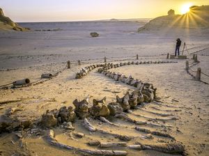 Lembah di Mesir Ini Ungkap Paus Pernah Punya Kaki