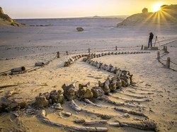 Lembah di Mesir Ini Ungkap Paus Pernah Punya Kaki