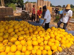 Petani Lamongan Ini Sukses Raup Cuan Berkat Melon Golden