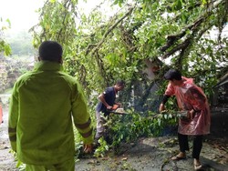 Bali Dilanda Cuaca Buruk, BPBD Imbau Waspada Pohon Tumbang Sepekan ke Depan