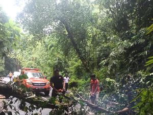Hujan 3 Hari Berturut-turut, Badung Dilanda Pohon Tumbang-Sanderan Jebol