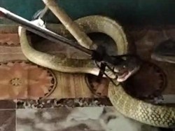 Ular King Kobra di Kalteng Nyaris Serang Warga Saat Sembunyi di Bawah Lemari