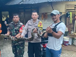 Teror Induk Ular Sanca di Sukabumi Diduga Mangsa 5 Ekor Ternak